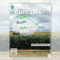 Image for Burr Oak