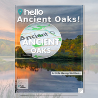 Image for Ancient Oaks