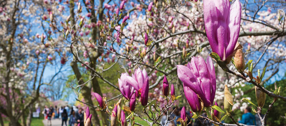 Rochester, NY, USA - May 7, 2022: The Rochester Lilac Festival is the largest free festival where visitors can shop, hear live music, eat and explore the magnificent gardens of Highland Park. 